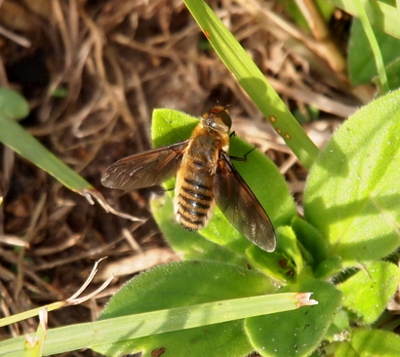 [A yellow bee with thin black stripes on the back of its body. It's wings are brown and its dark legs are visible as it hangs on the side of a light green plant leaf.]